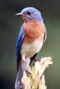 Eastern Bluebirds